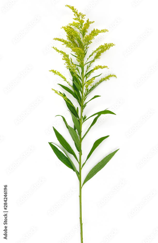 玻璃花瓶里的黄色春花（Solidago），白色背景隔离。