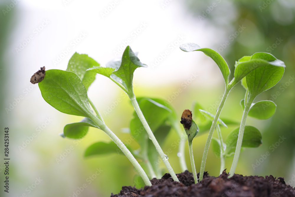 绿色生长的深棕色固体植物