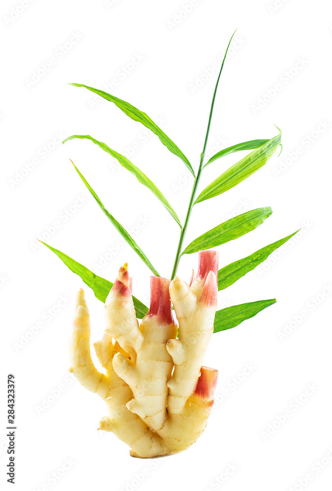 Fresh ginger and ginger leaves on a white background