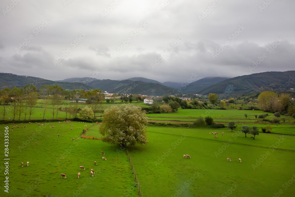 sheepы graze on a green field.   Lovely  and Hazy