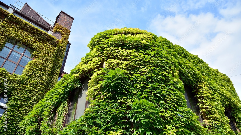 攀援植物建筑，墙上长满常春藤。城市中的生态与绿色生活，城市环境