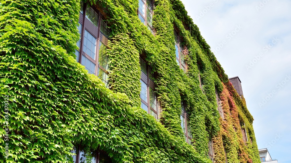 攀援植物建筑，墙上长满常春藤。城市中的生态与绿色生活，城市环境