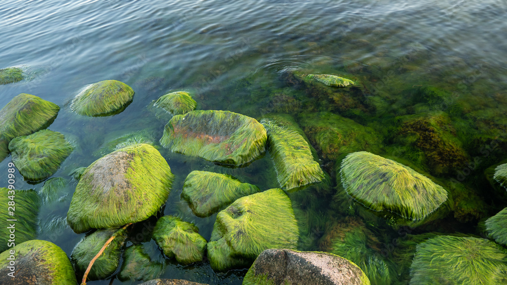 Amazing big stones with green moss in sea water of Baltic Sea .