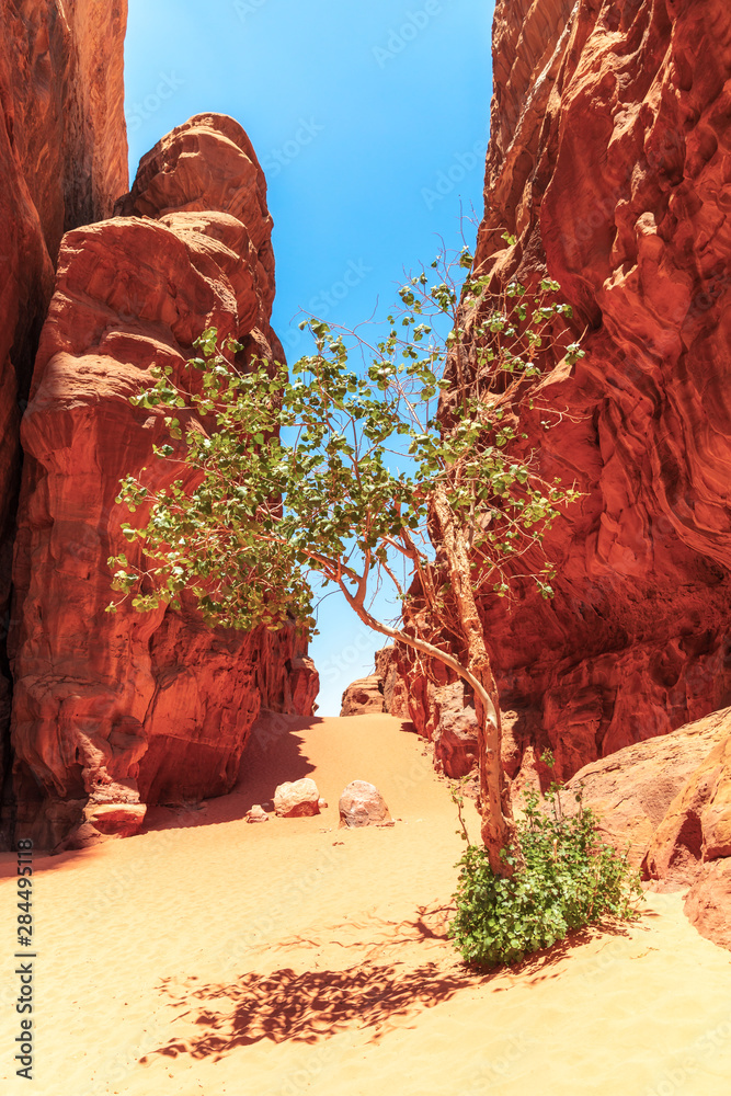 Wadi Rum-Burrah峡谷内的Lonley树