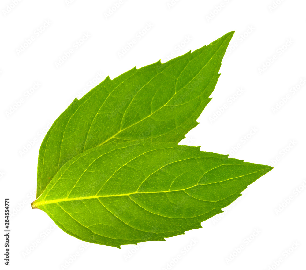 Mint leaves isolated without shadow