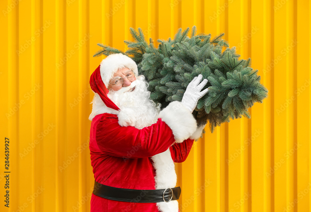 Santa Claus with fir tree on color background