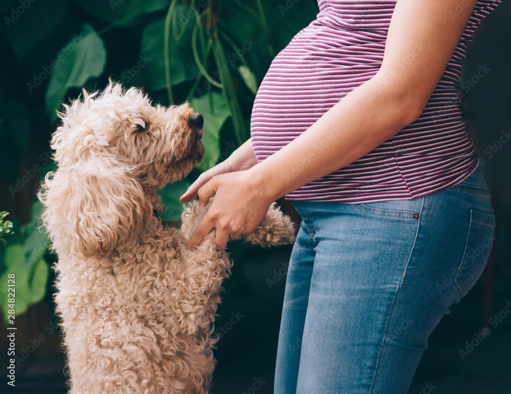 Pregnant woman and her dog playing in the park.