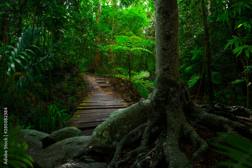 Southeast Asian tropical rainforest with big tree