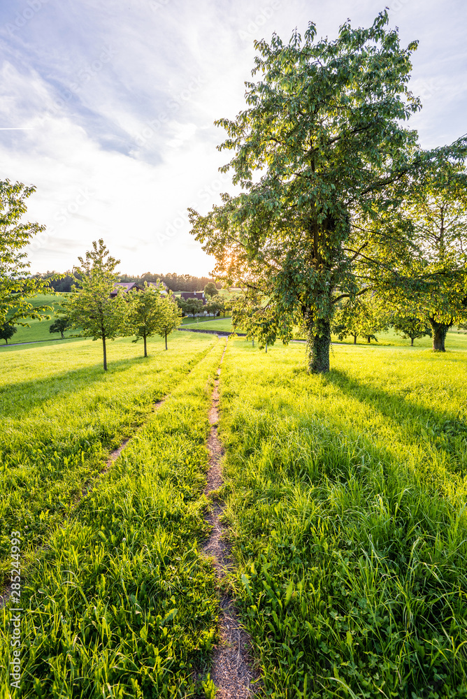 Feldweg, Wiese mit Bäumen bei Sonnenuntergang im Frühling, Schweiz