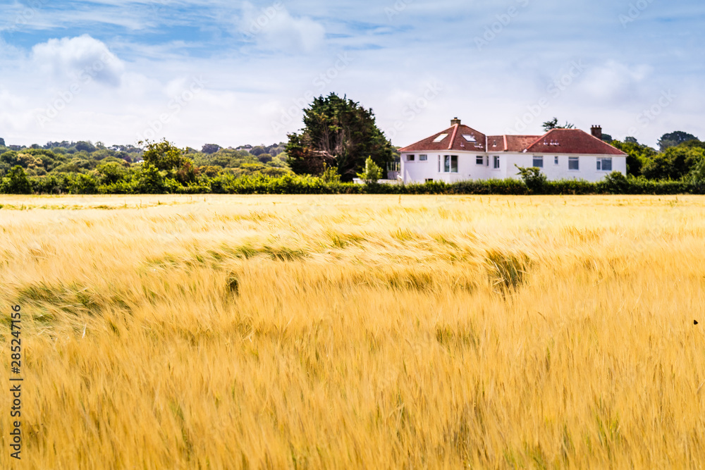 Bauernhof und Getreidefeld，农田，Landwirtschaft，Kornfeld im Sommer