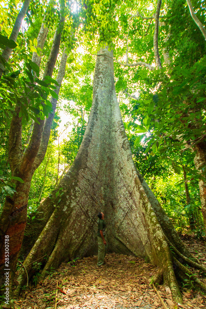 Samauma tree, symbol of the Amazon - Pará / Brazil