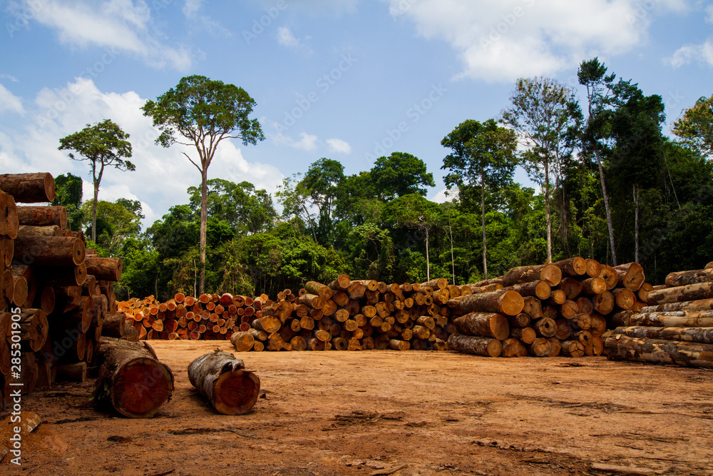 Logs in a sawmill yard - Amazônia, Pará / Brazil