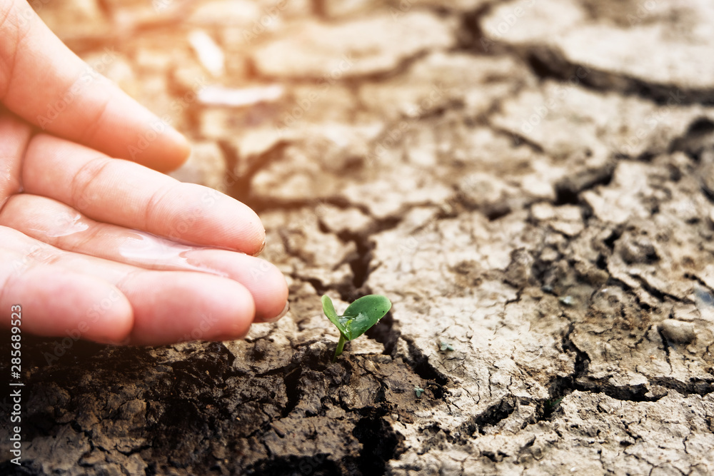 Hands holding a tree growing on cracked ground. Crack dried soil in drought, background texture, con