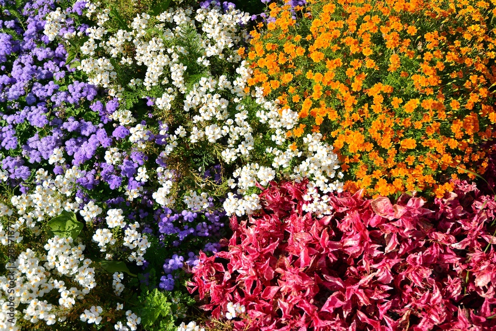 花坛上的多色鲜花。花卉背景。俯视图。