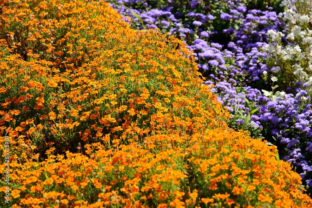 花坛上的多色鲜花。花卉背景。俯视图。