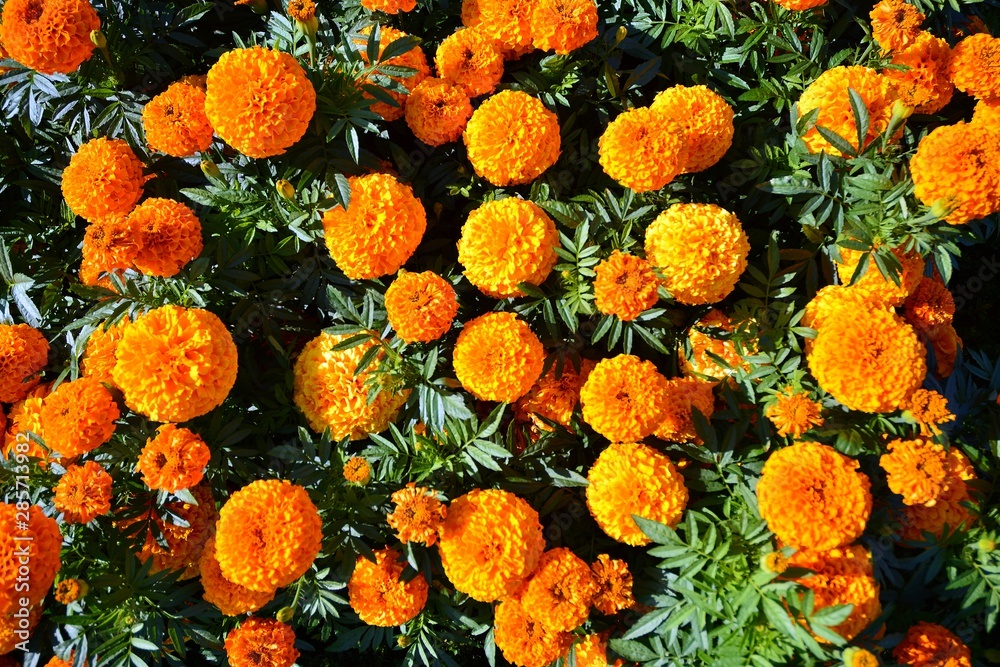 Multicolored fresh flowers on flowerbed. Floral background. Top view.