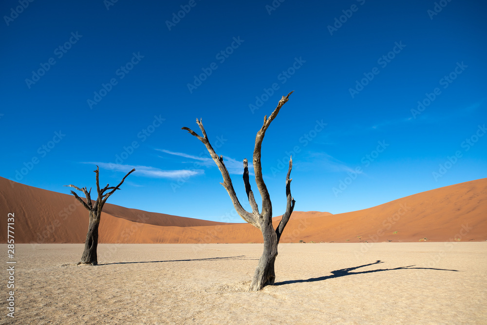 Dead acacia trees casting shadows during sunrise in arid Deadvlei pan. Sossusvlei, Namibia.