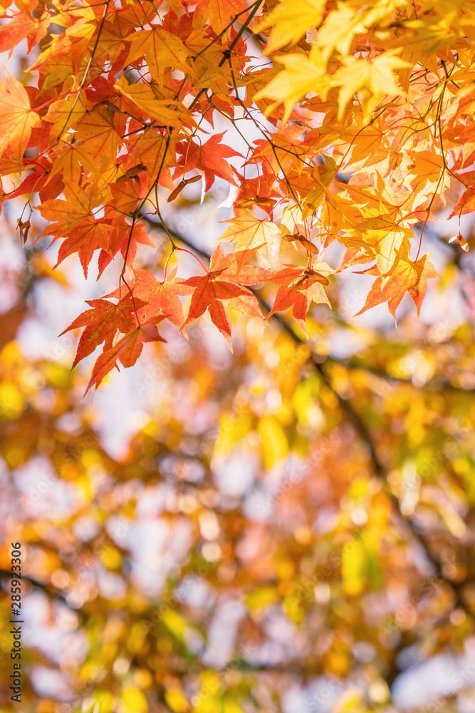 Beautiful maple leaves in autumn sunny day in foreground and blurry background in Kyushu, Japan. No 