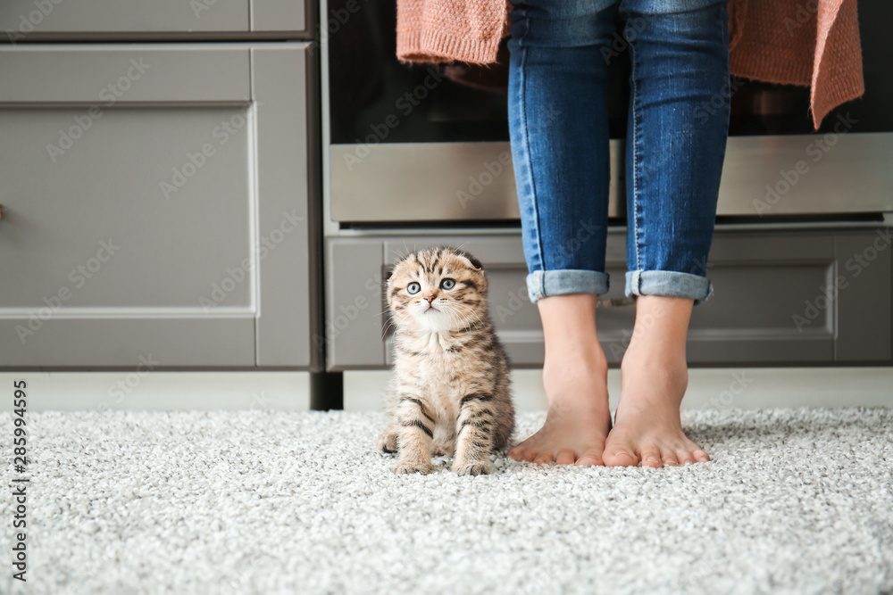 可爱的小猫，主人在家