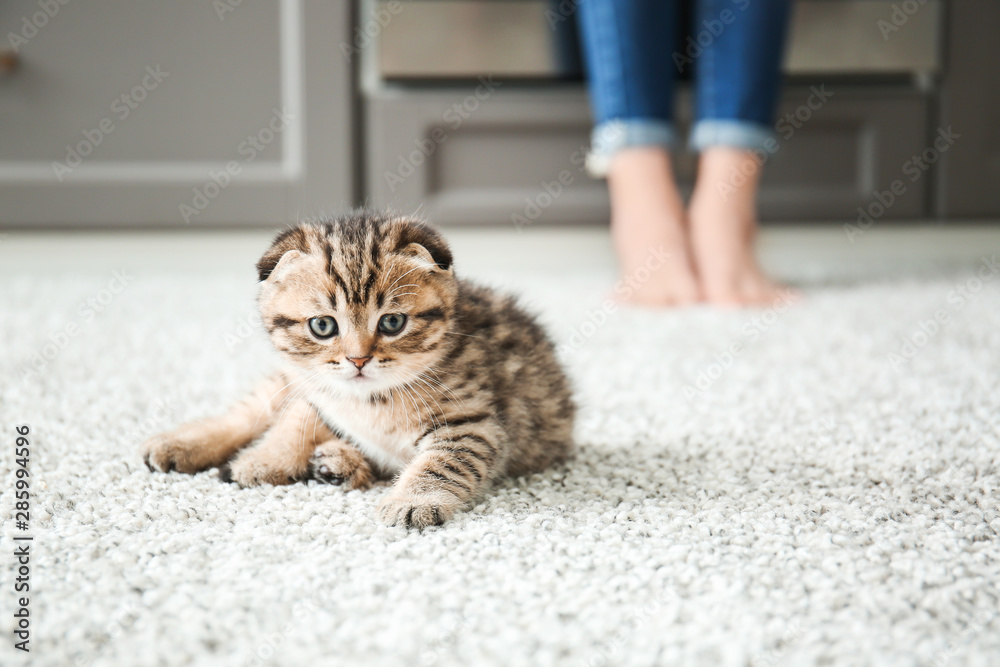 Cute little kitten at home