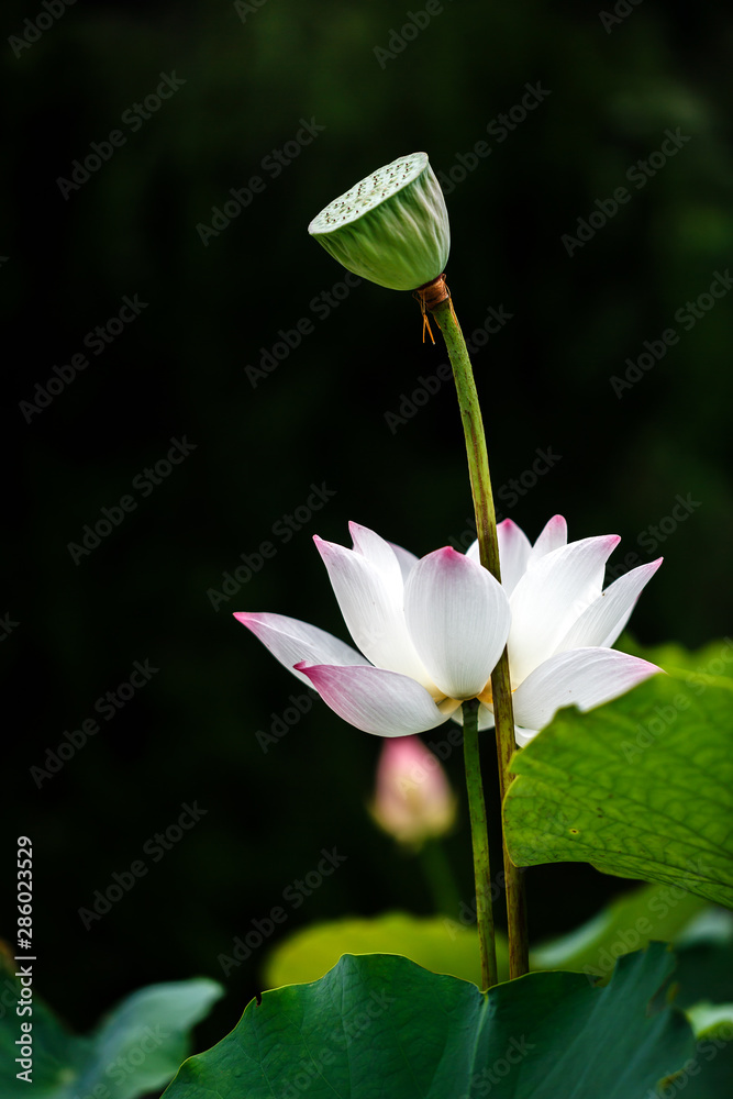 美丽的白莲花，黑底荷包