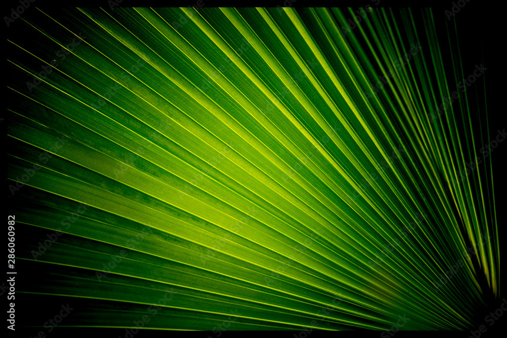 Palm leaves ,light and shadows with palm leaves,. Coconut for graphic,green and yellow sunlight of P