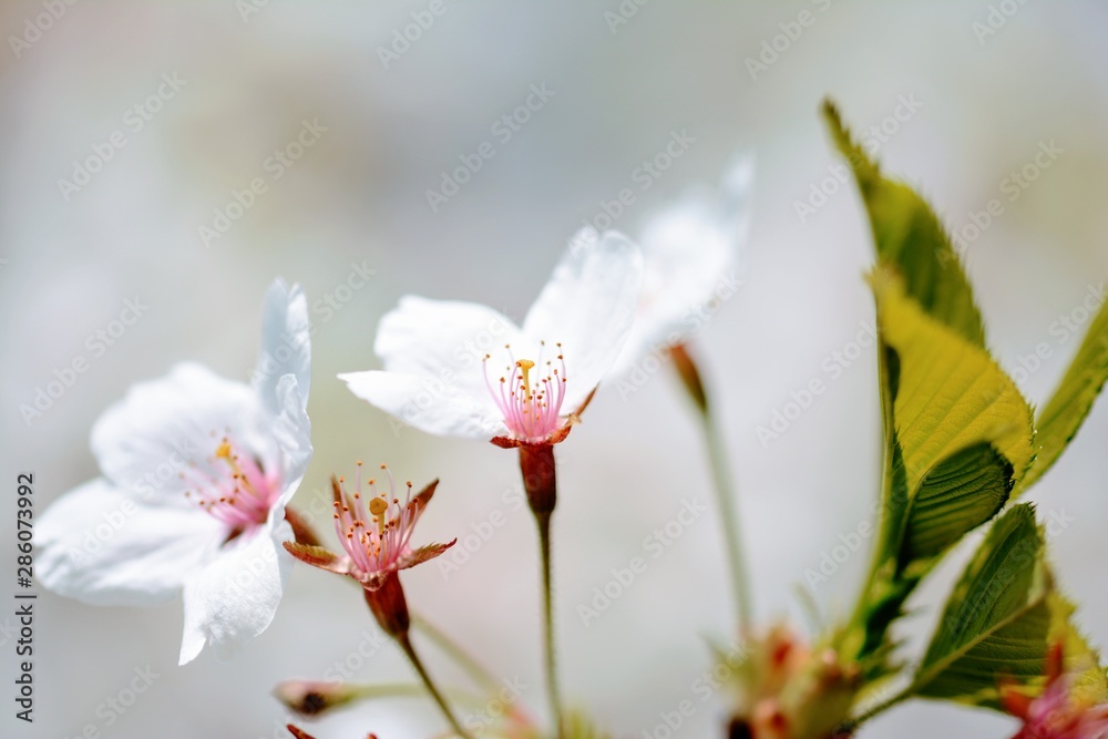 多重白色樱花的微距。柔和的焦点、模糊和背景