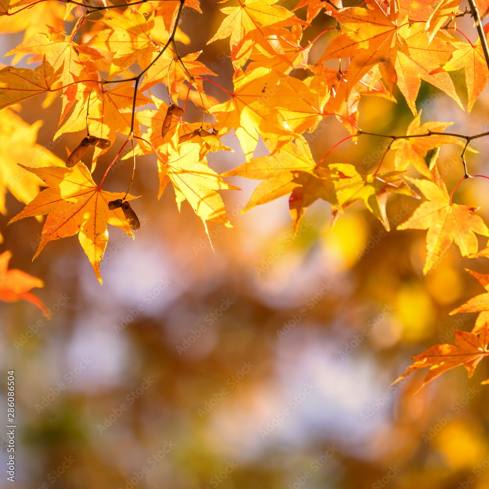 Beautiful maple leaves in autumn sunny day in foreground and blurry background in Kyushu, Japan. No 