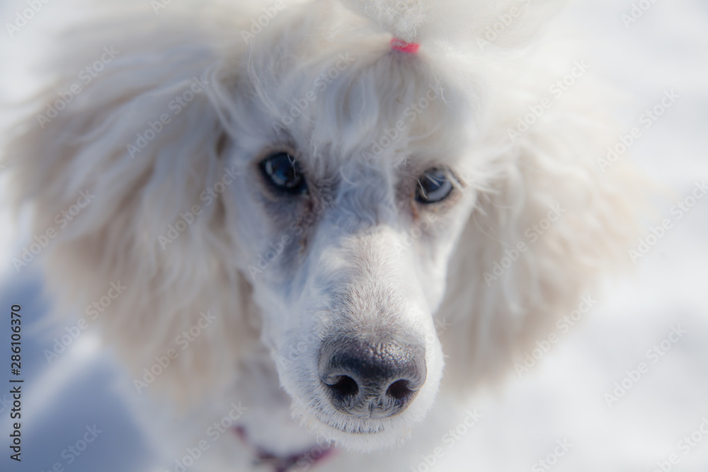 白色贵宾犬在结冰的湖面上玩耍