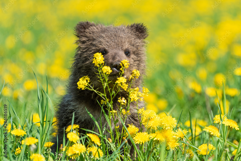 Brown bear cub playing on the summer field.