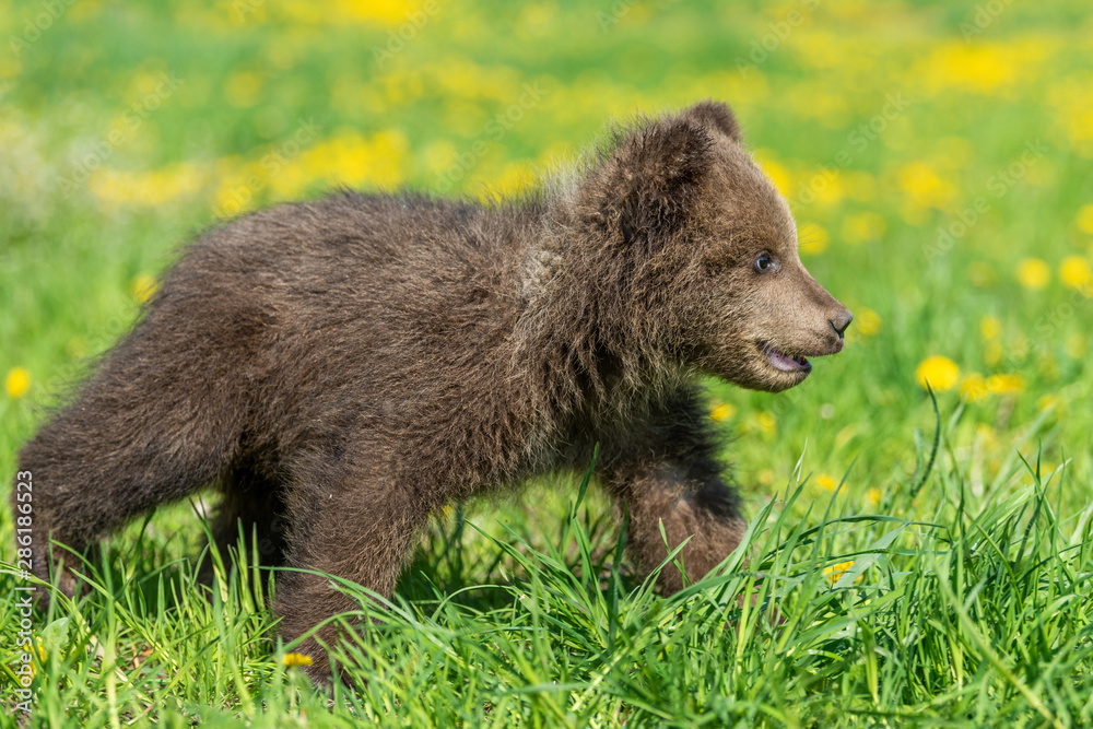 Brown bear cub playing on the summer field.