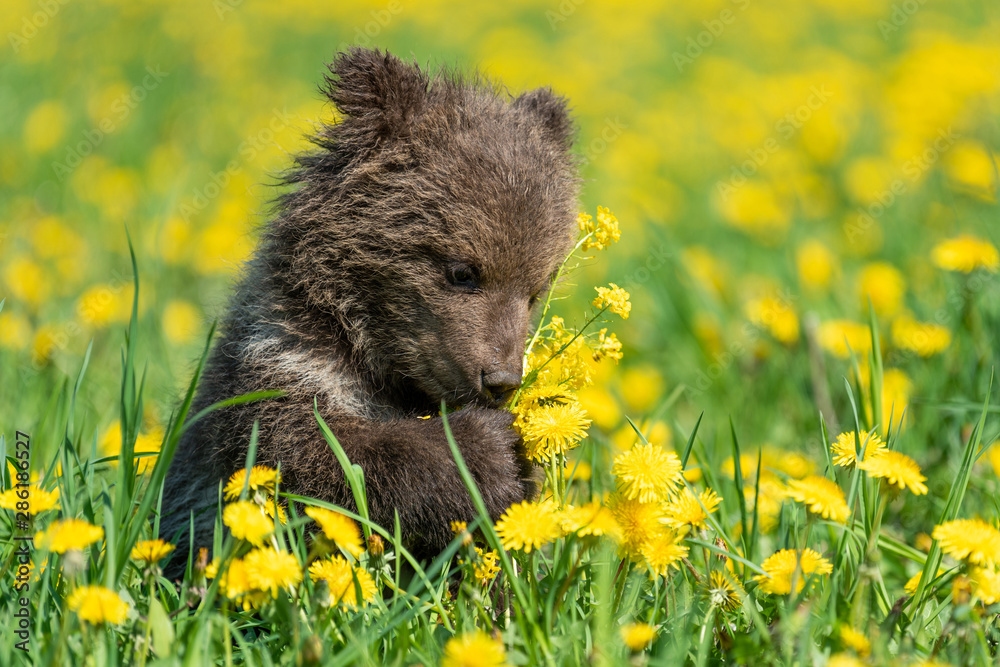 Brown bear cub playing on the summer field.