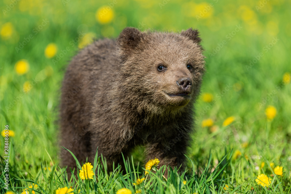 Brown bear cub playing on the summer field.