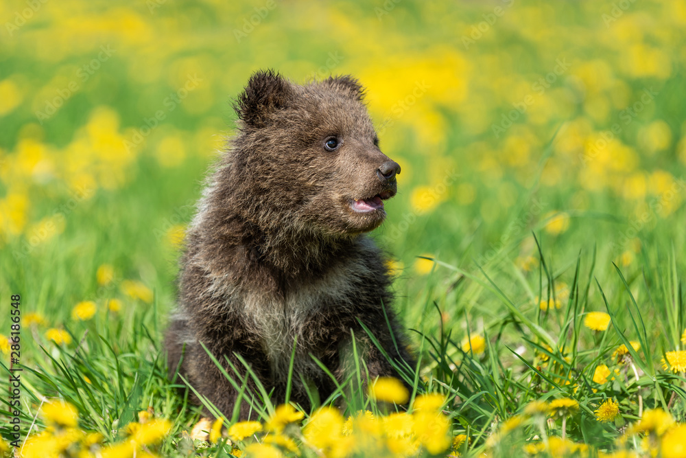 Brown bear cub playing on the summer field.