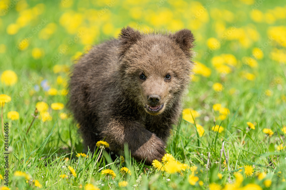 Brown bear cub playing on the summer field.