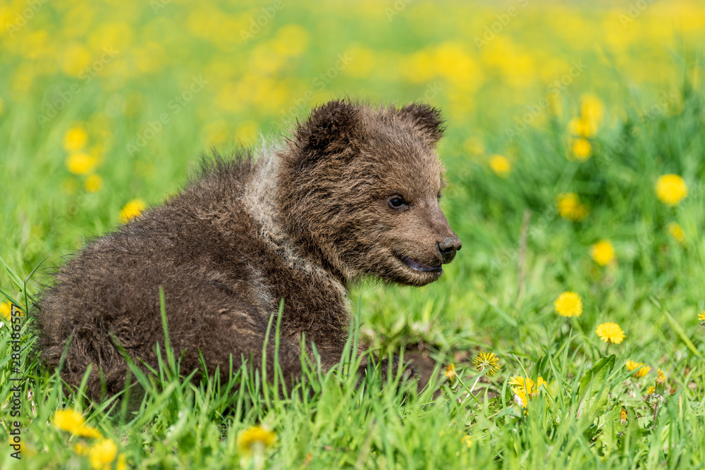 Brown bear cub playing on the summer field.