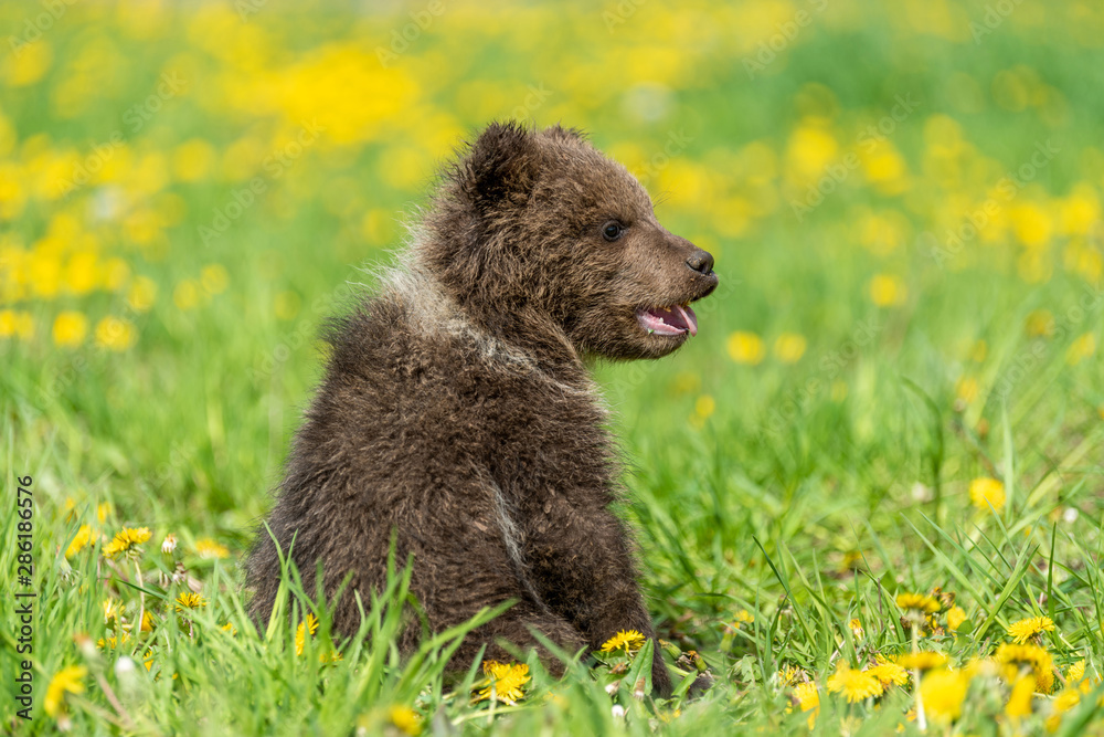 Brown bear cub playing on the summer field.