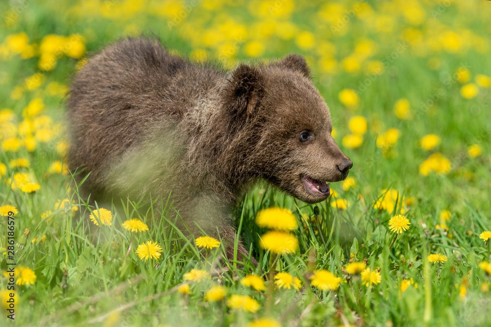 Brown bear cub playing on the summer field.