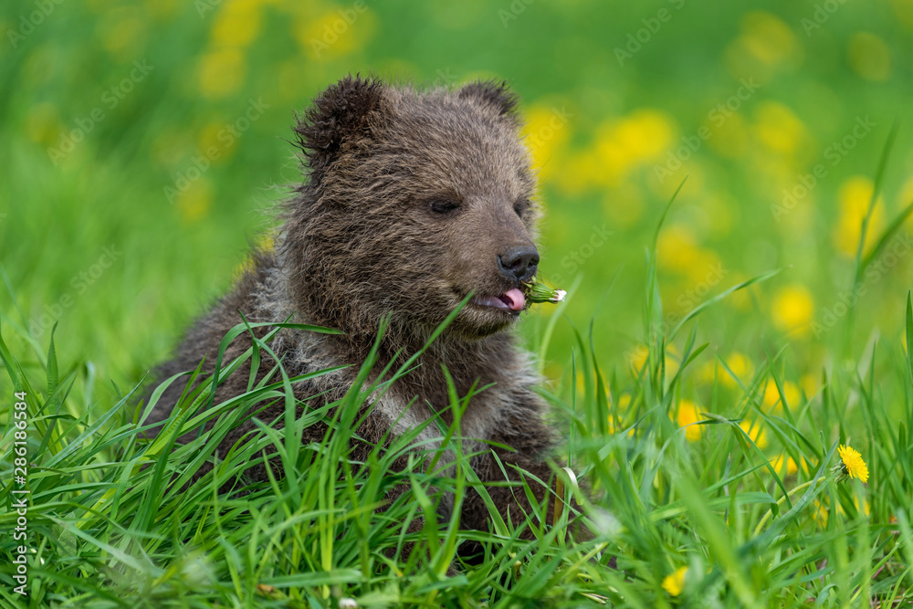 Brown bear cub playing on the summer field.