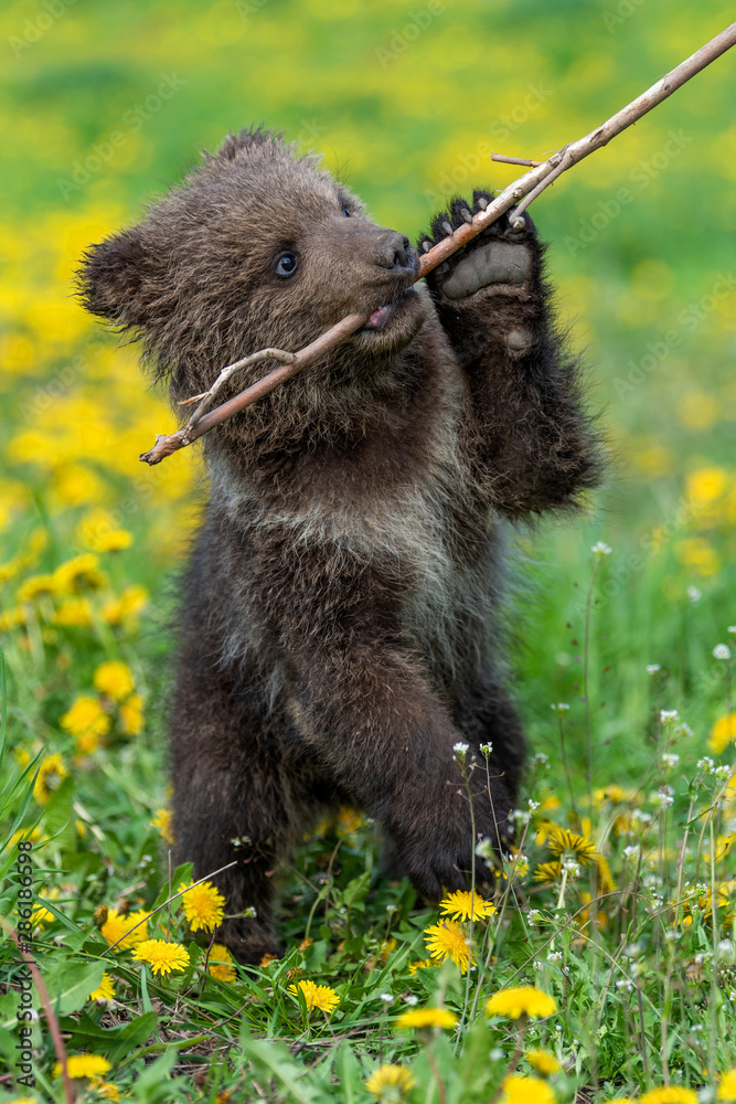 Brown bear cub playing on the summer field.