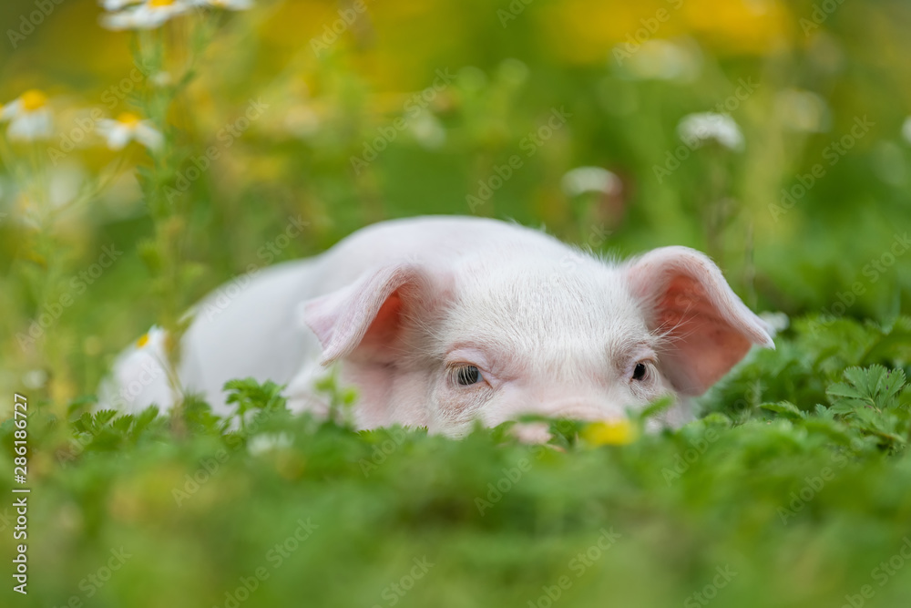 Young funny pig on a green grass