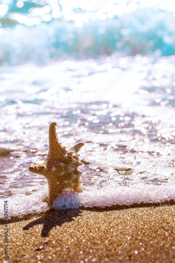 沙滩沙滩上的海星