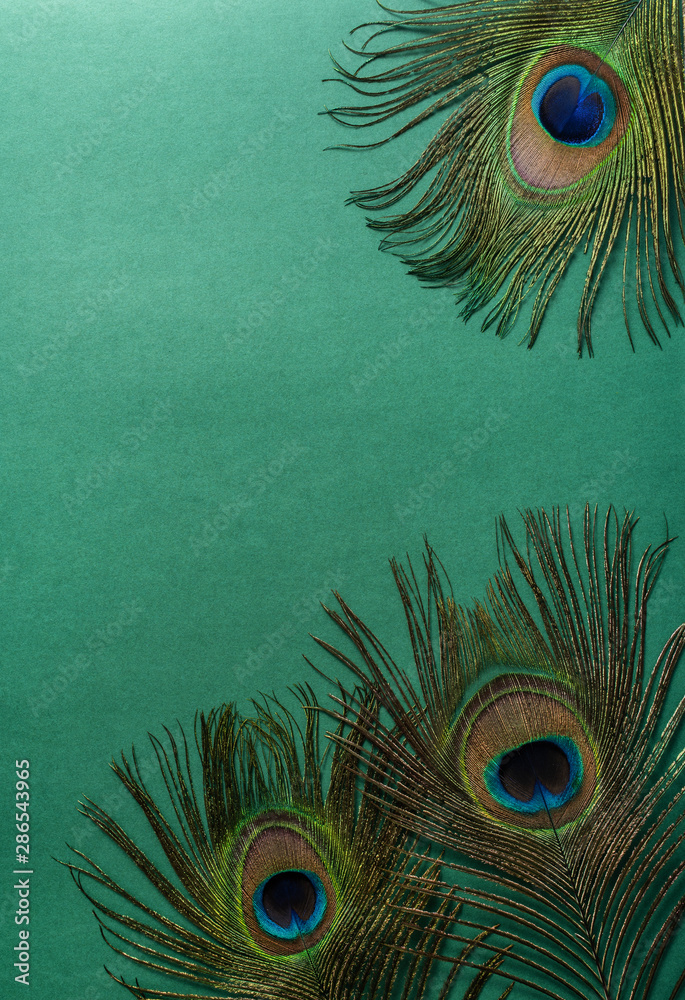 Bright beautiful peacock feathers on green background