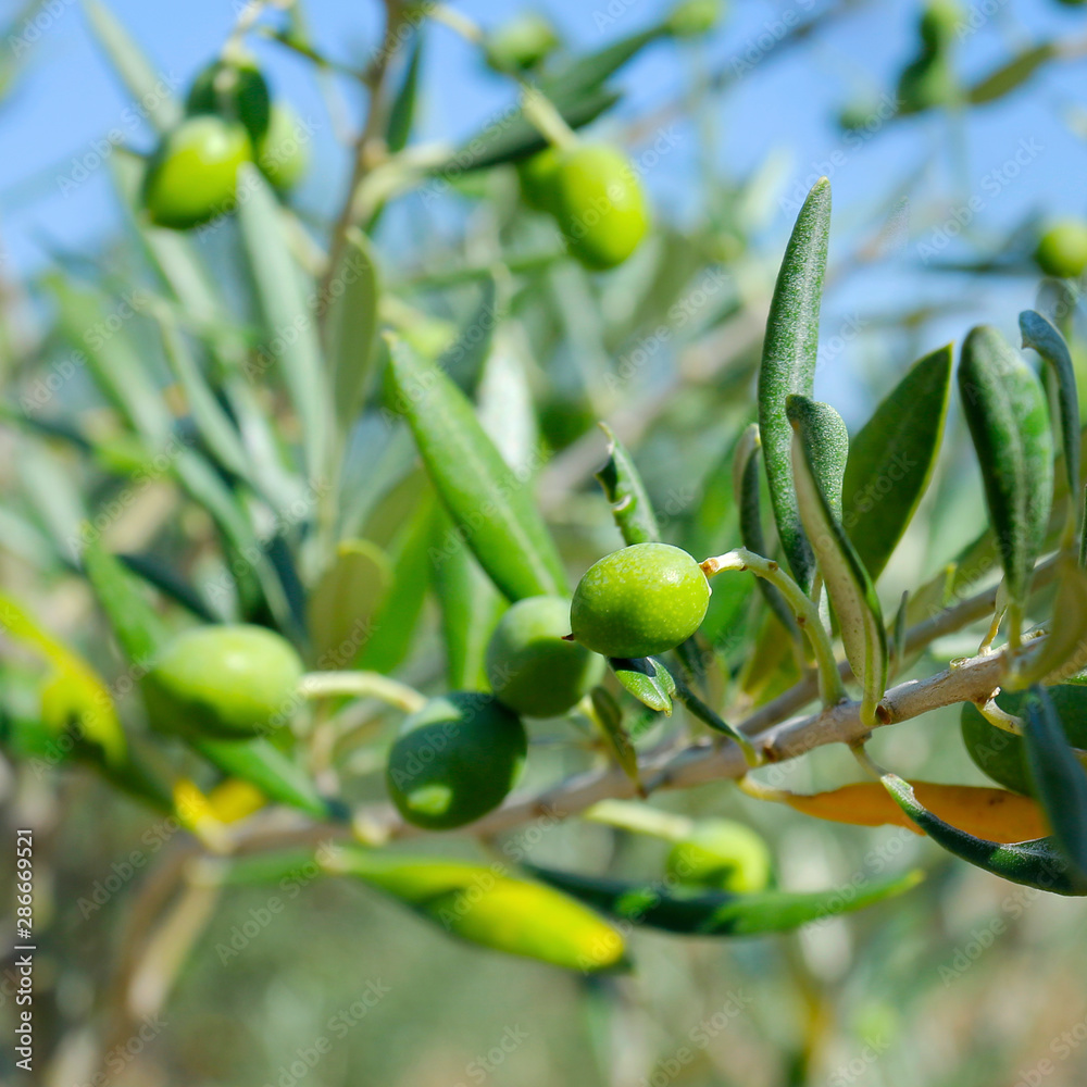 green olives growing in mediterranean olive tree