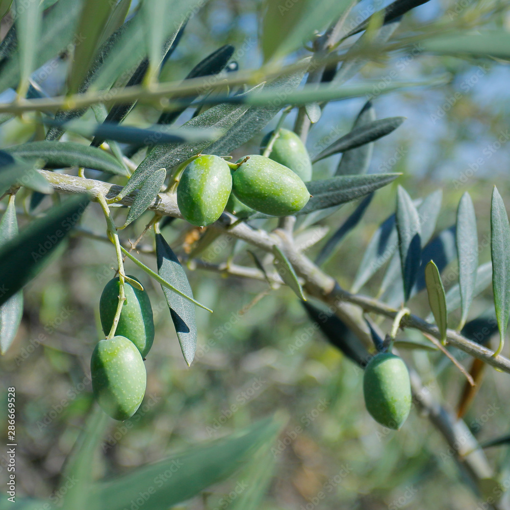 green olives growing in mediterranean olive tree	