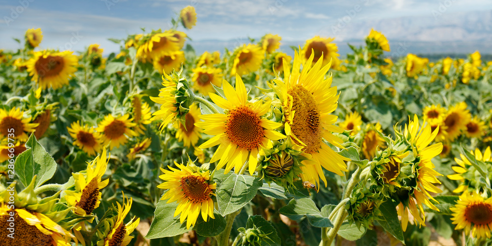 LANDSCAPE OF SUNFLOWERS FIELD, DURING SUMMER SEASON IN PROVENCE -FRANCE