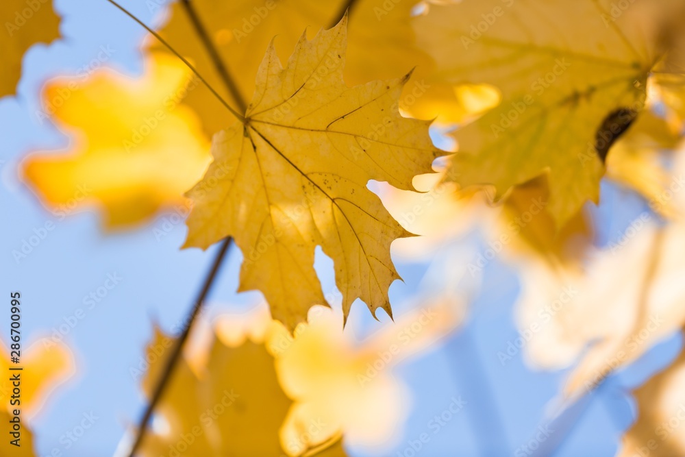 Yellow Autumn Maple Leaves on the Branches