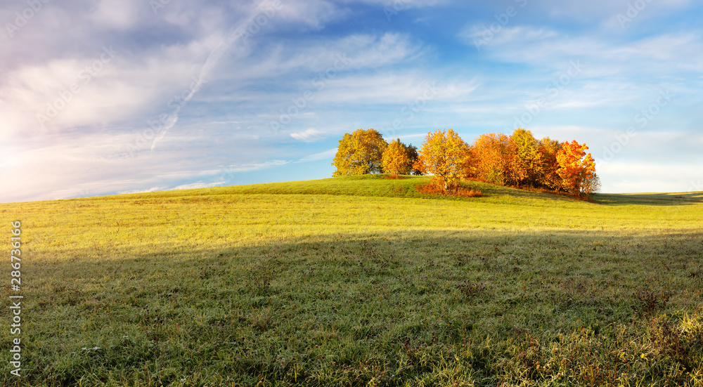 trees on the field in autumn on beautiful sunny day