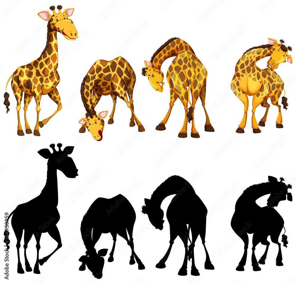 Silhouette, color and outline version of four giraffes