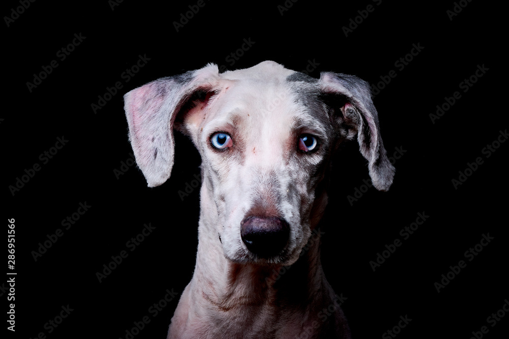 portrait of a black dog